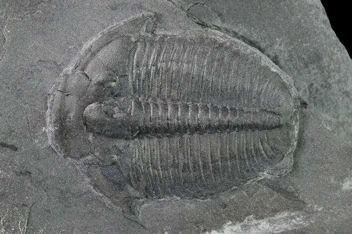 Elrathia Trilobite Fossil - Utah #139617